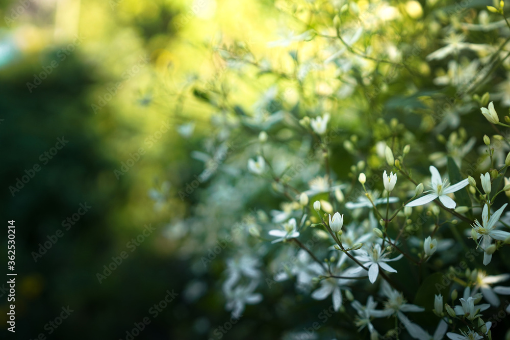 Beautiful Bush with white flowers, background image Beautiful Bush with white flowers, background image