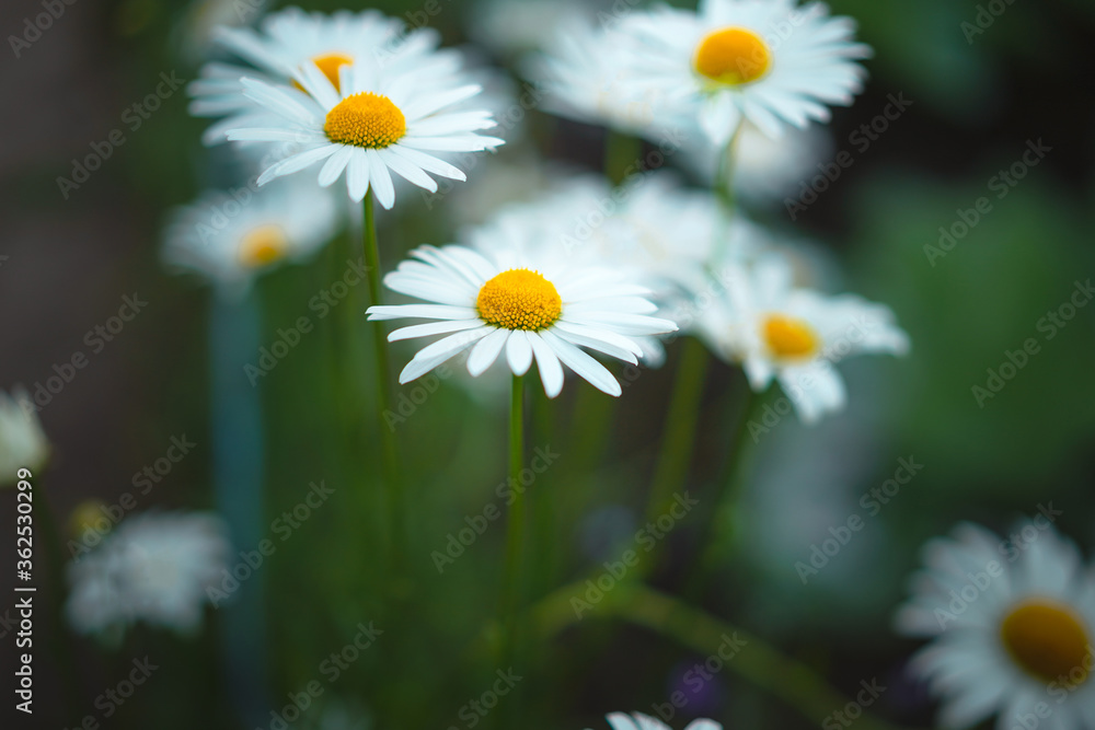 Beautiful background of daisies as a symbol of innocence and purity Beautiful background of daisies as a symbol of innocence and purity
