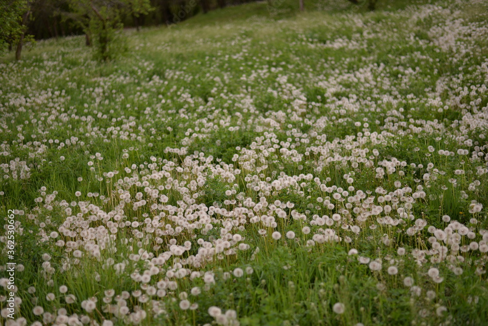 fluffy dandelions in the green field on cloudy day fluffy dandelions in the green field on cloudy day