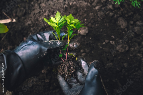 The gardener's gloved hands dig out and replant the sprout with its roots in the soil