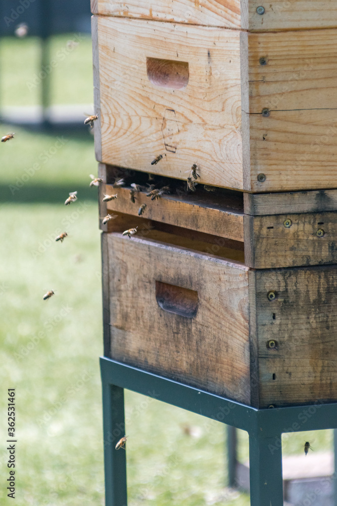 Entrance in wooden beehive for bees. Entrance in wooden beehive for bees.