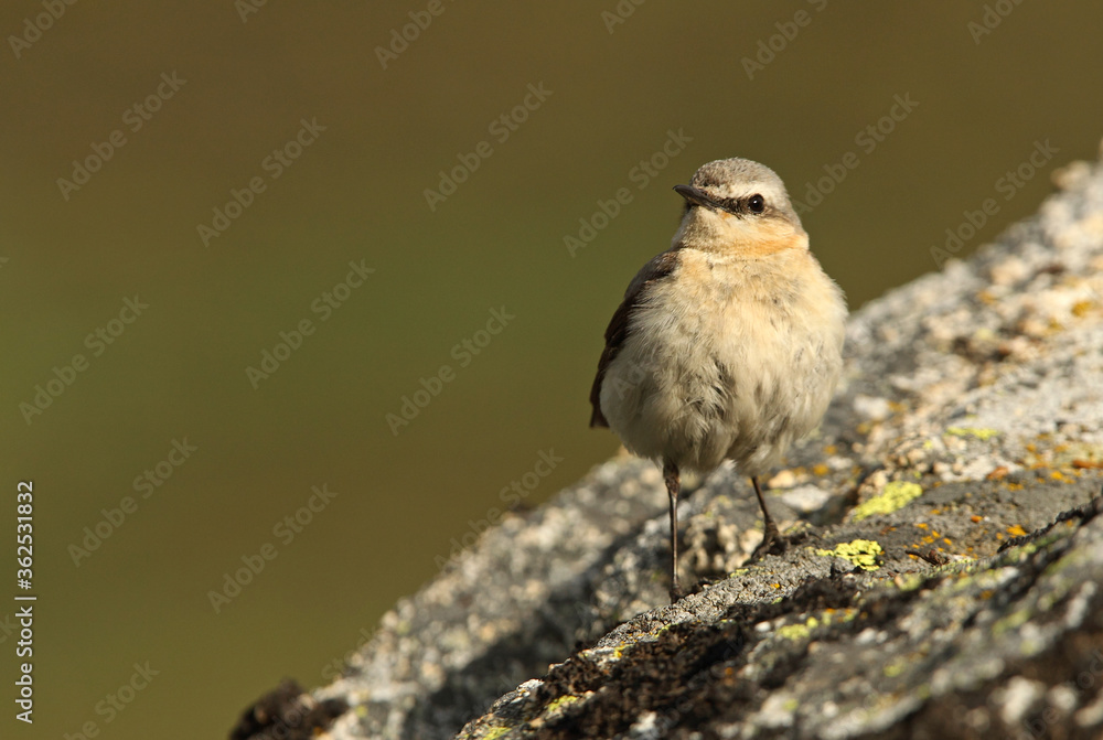 Fototapeta premium Northern wheatear female on a rock of his territory with the dawn lights
