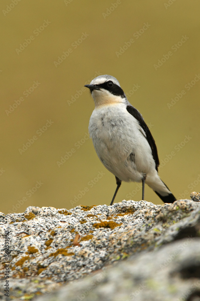 Northern wheatear male with the first light of dawn Northern wheatear male with the first light of dawn