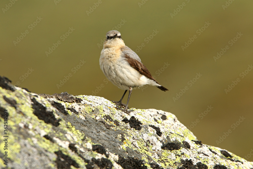 Naklejka premium Northern wheatear female on a rock of his territory with the dawn lights