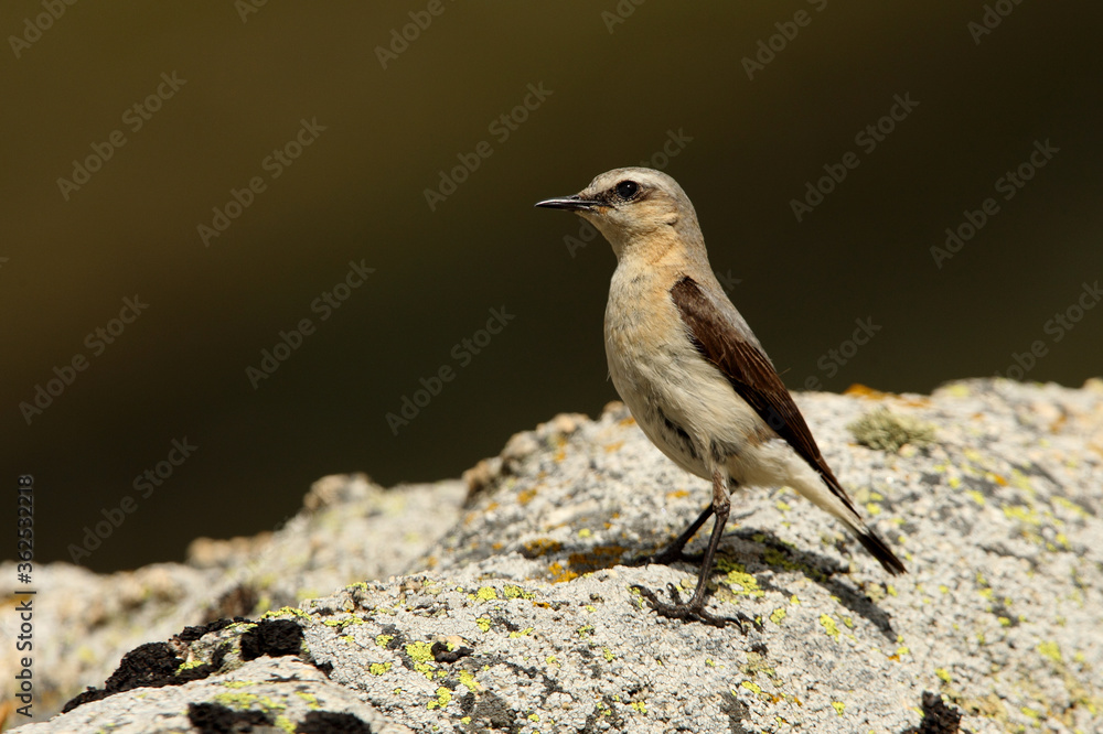 Naklejka premium Northern wheatear female on a rock of his territory with the dawn lights