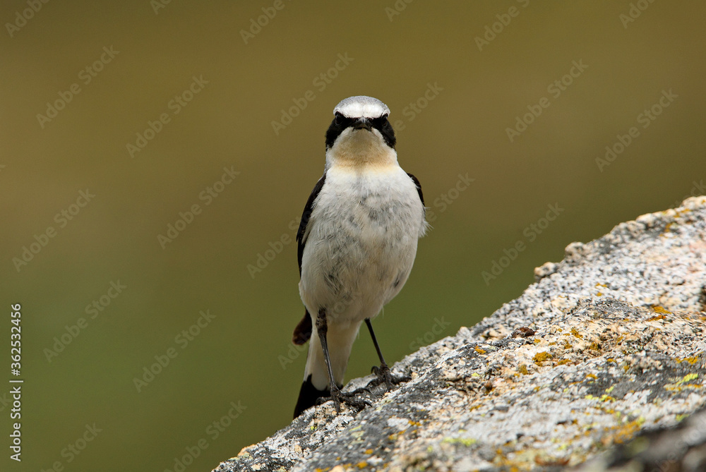 Naklejka premium Northern wheatear male with the first light of dawn