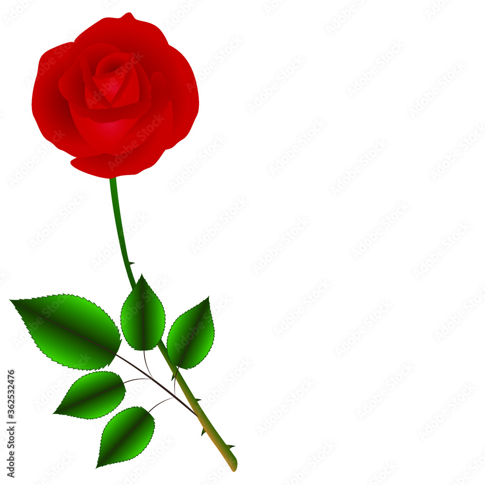 Single red rose on a green stem with leaves isolated on white background. Single red rose on a green stem with leaves isolated on white background.