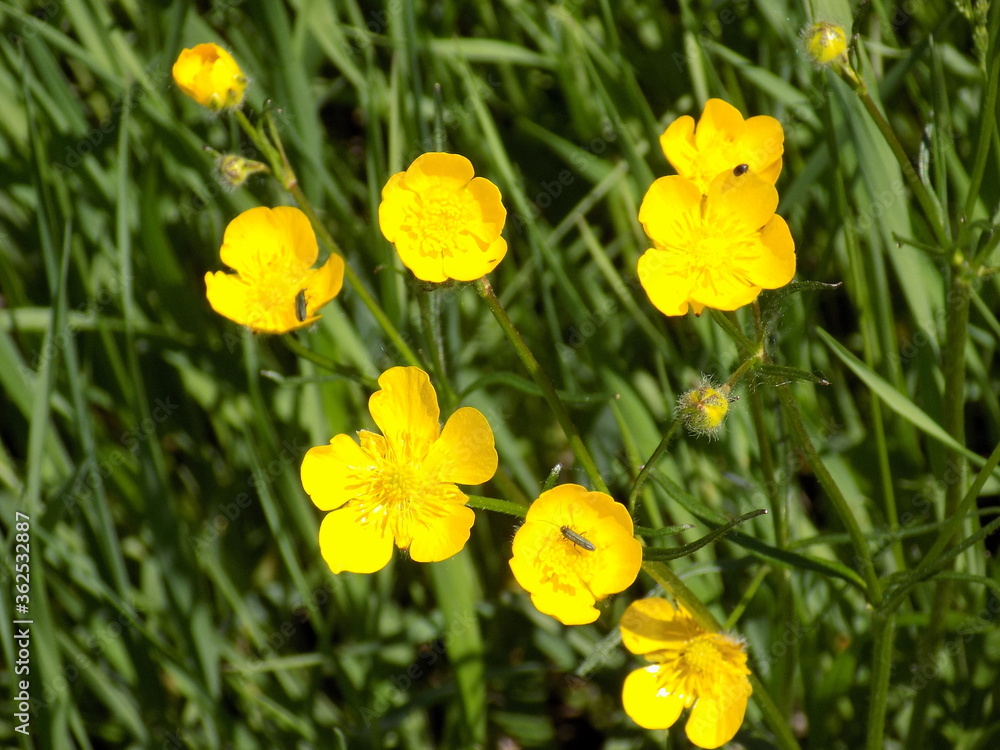 The delicate flowers of the bathing suit bloomed under the sun.