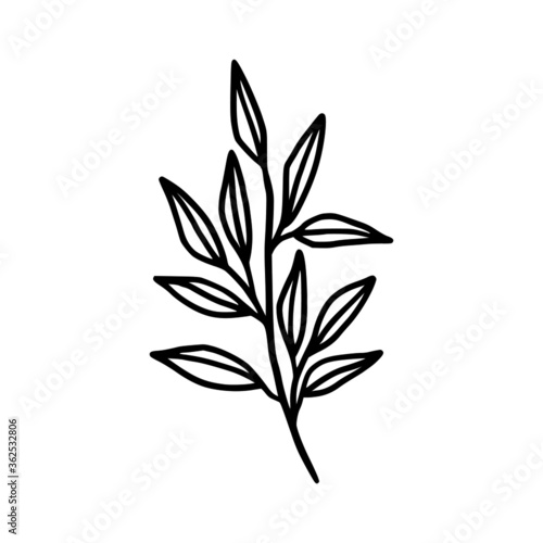 Hand drawn monochrome plant, leaf logo element. Symbol, greeting cards, botanical icon, or banner. Summer, spring, and autumn botany element © Artflorara