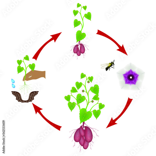 Sequence of sweet potato plant growing isolated on white.