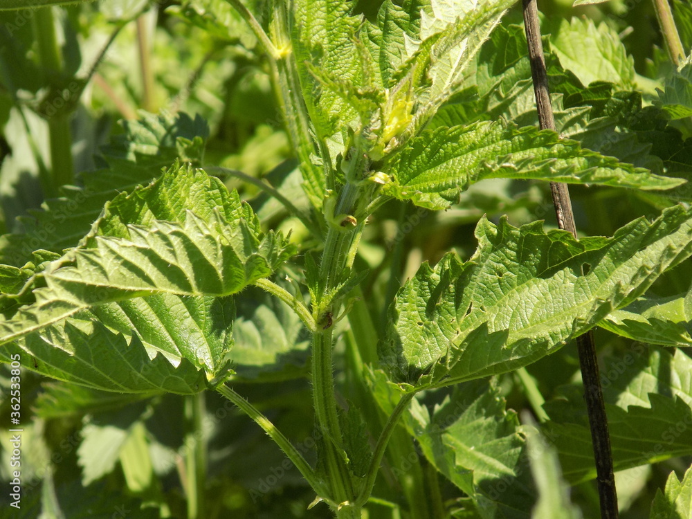 Sunny. Summer plants bloomed. Lots of beautiful juicy greens. Sunny. Summer plants bloomed. Lots of beautiful juicy greens.