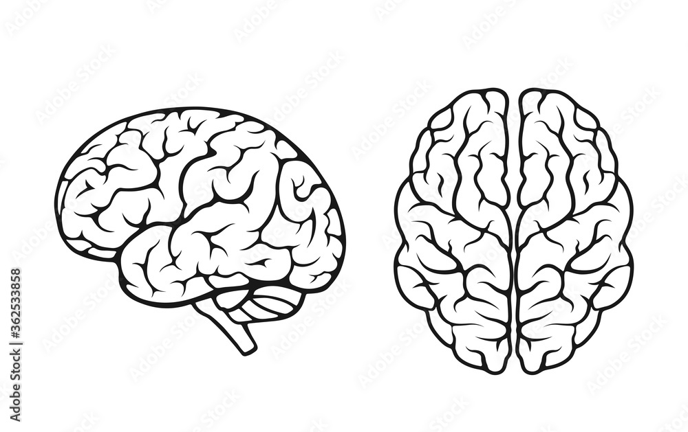 human brain icon set. side and top view. mind, sychology and neurology symbol human brain icon set. side and top view. mind, sychology and neurology symbol