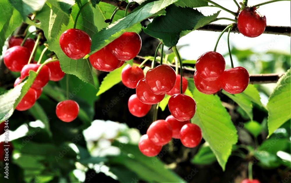 Obraz premium 枝いっぱいのさくらんぼ
