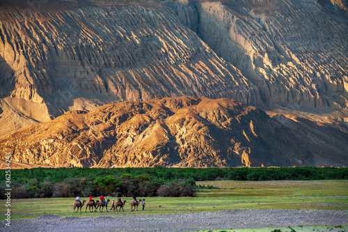 Camel riding at Hundar Village in Himalaya, Nubra Valley, Leh Ladakh, Jammu and Kashmir, India. photo