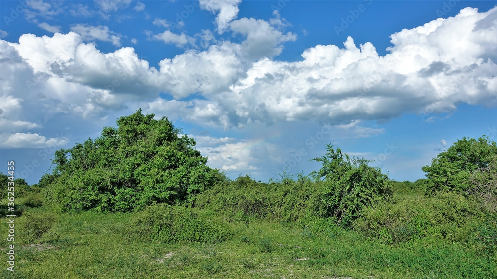 Bright, sunny African landscape. Dense green grass, lush shrubs, azure sky. In the distance it rains and a small rainbow is visible under the picturesque clouds. Botswana, Chobe National Park. Bright, sunny African landscape. Dense green grass, lush shrubs, azure sky. In the distance it rains and a small rainbow is visible under the picturesque clouds. Botswana, Chobe National Park.