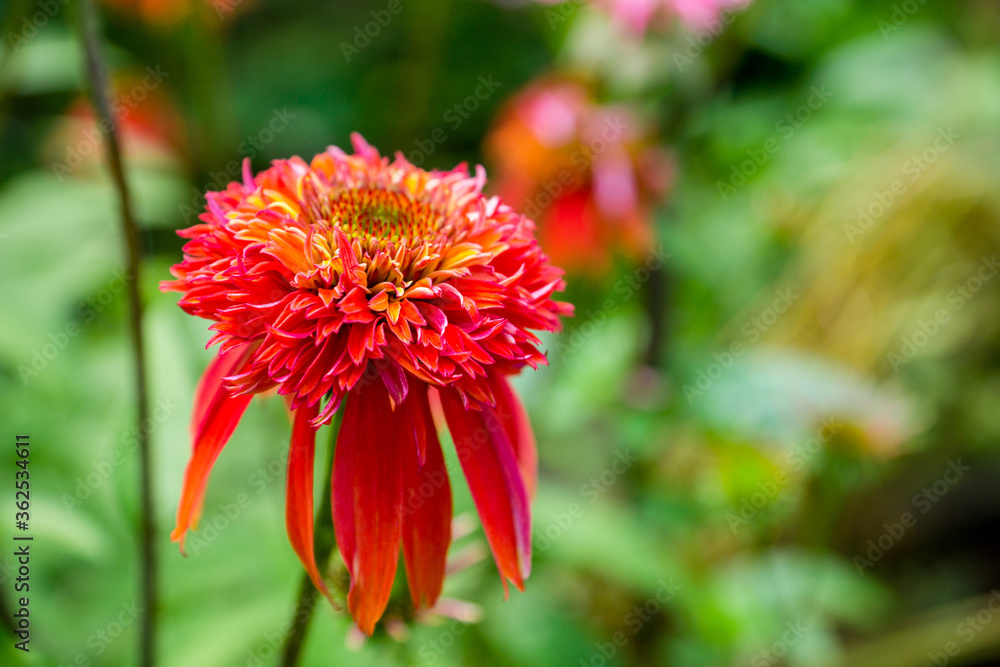 Echinacea flower blooming in the garden. Selective focus. Shallow depth of field. Echinacea flower blooming in the garden. Selective focus. Shallow depth of field.