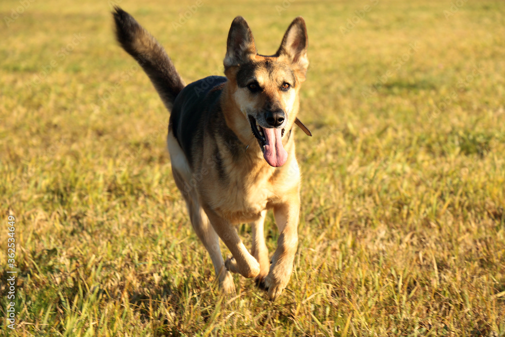 German Shepherd on the run German Shepherd on the run
