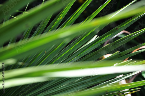 Green Grass Background