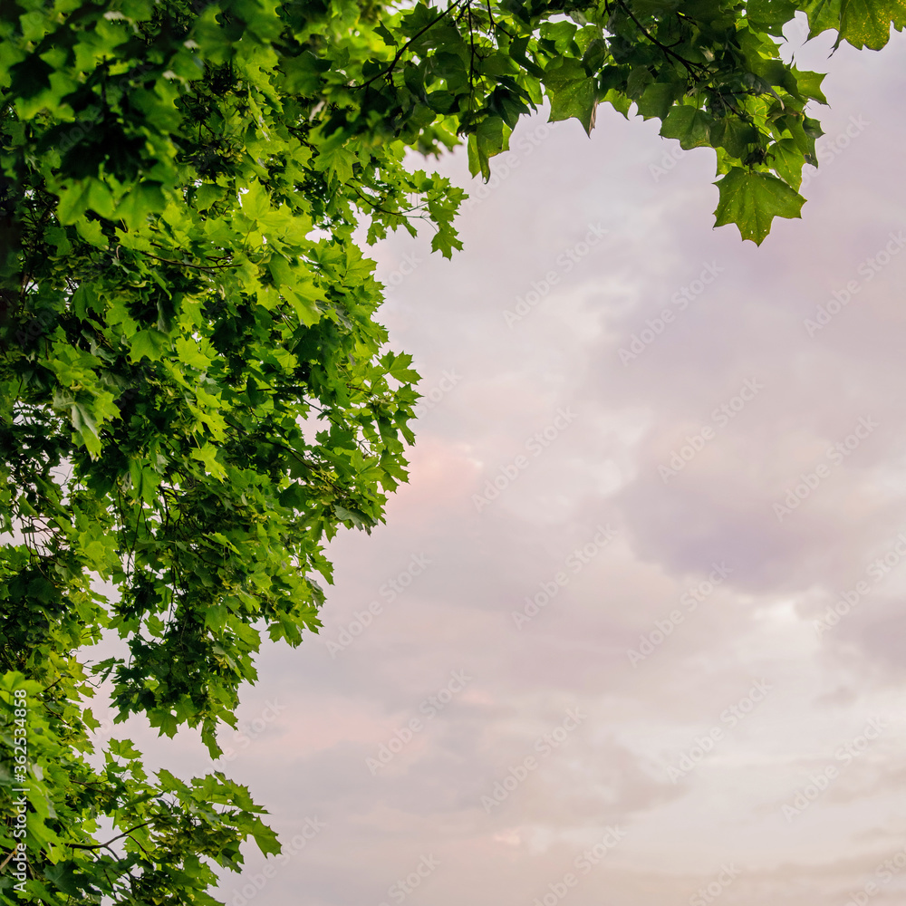 Maple branches on the background of the evening sky, square, place for text Maple branches on the background of the evening sky, square, place for text