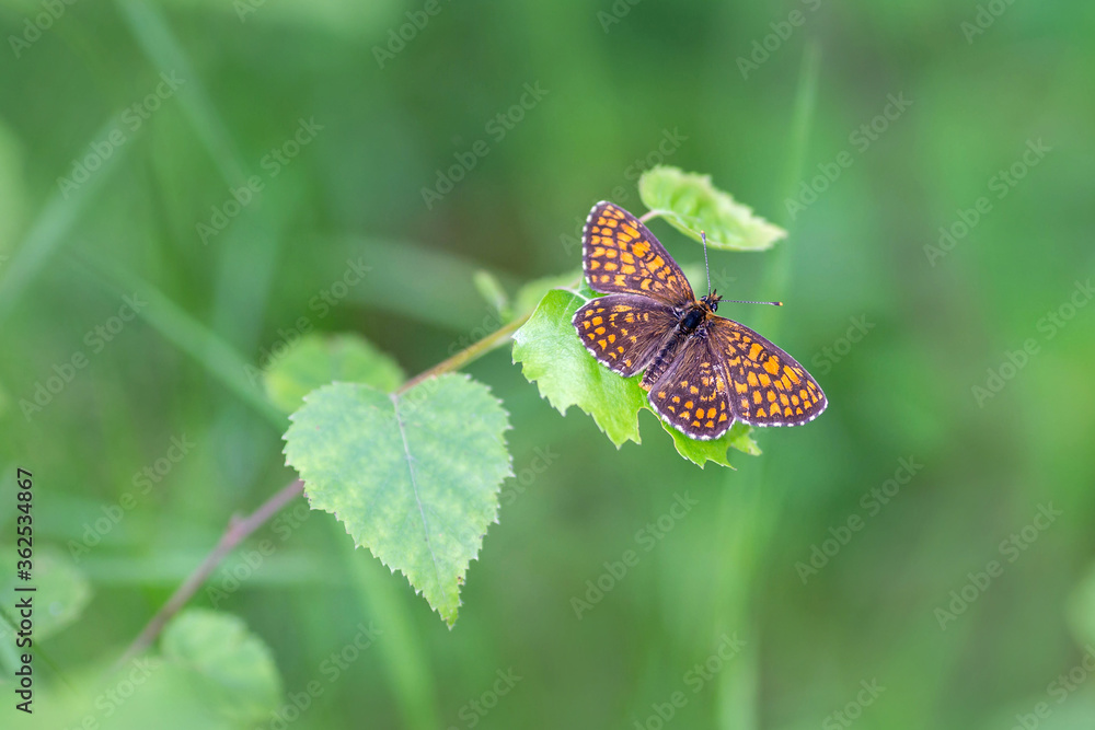 Beautiful butterfly - Melitaea athalia, Heath fritillary Beautiful butterfly - Melitaea athalia, Heath fritillary