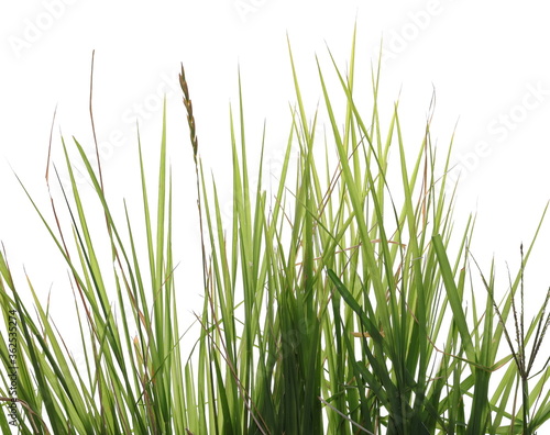 Green grass blades row isolated on white background with clipping path
