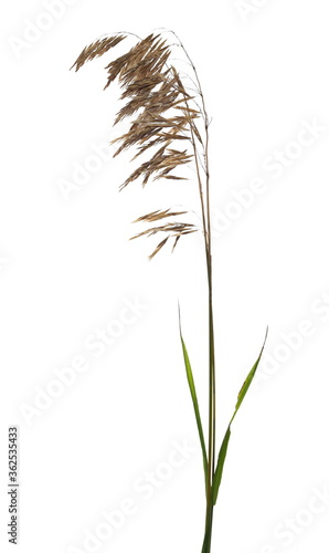Dry grass with seeds isolated on white background, clipping path