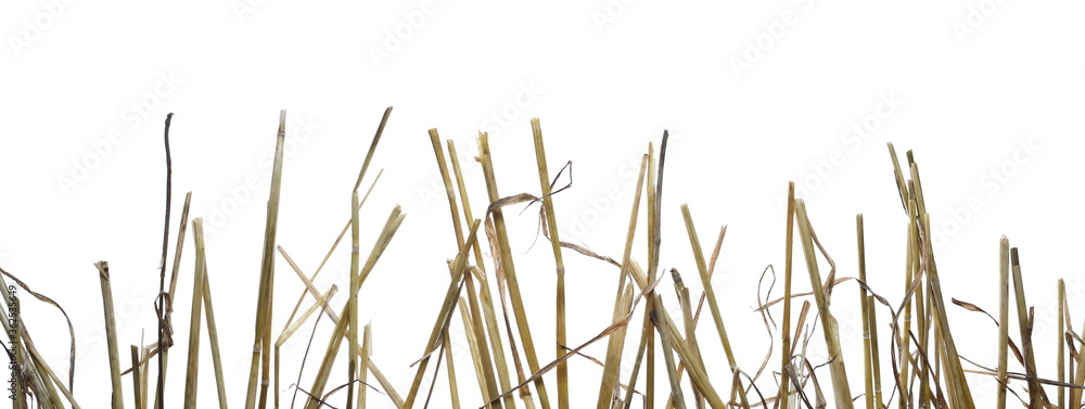 Dry wheat straw, thatch row isolated on white background with clipping path Dry wheat straw, thatch row isolated on white background with clipping path