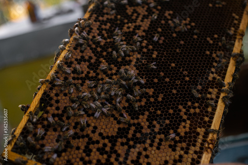 Bees on a beehive. Apiculture