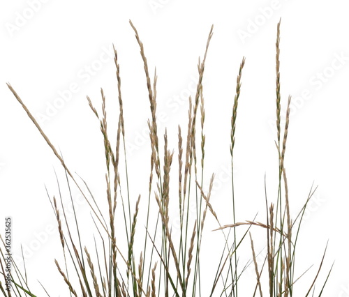 Dry grass with seeds isolated on white background, clipping path