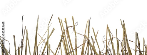 Dry wheat straw, thatch row isolated on white background with clipping path
