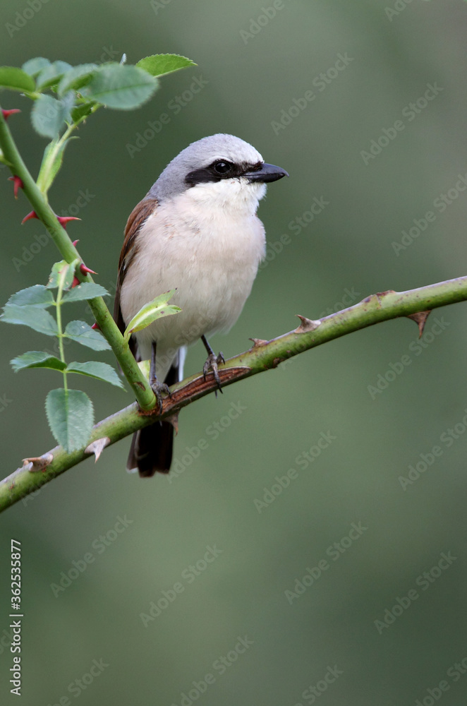 Red-backed shrike male with the first light of dawn Red-backed shrike male with the first light of dawn
