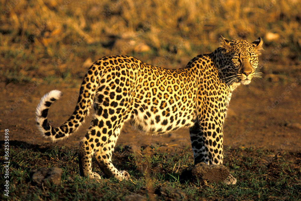 Fototapeta premium African Leopard in Savannah, beautiful evening sunlight.