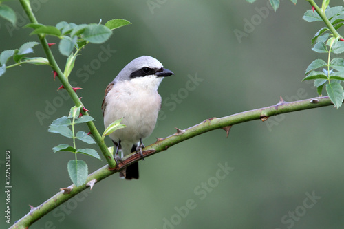 Red-backed shrike male with the first light of dawn