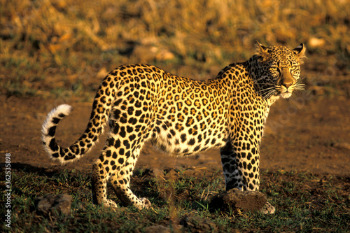 African Leopard in Savannah, beautiful evening sunlight.