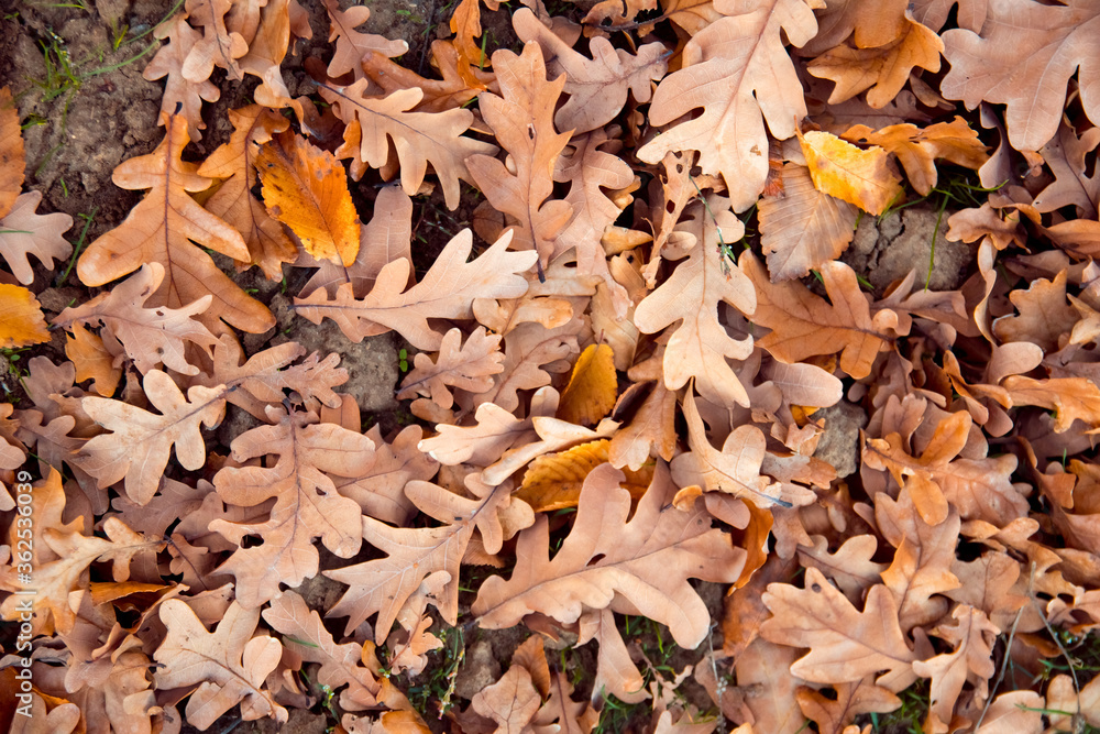 Fallen oak leaves on ground. Season change concept. Autumn mood. Fallen oak leaves on ground. Season change concept. Autumn mood.