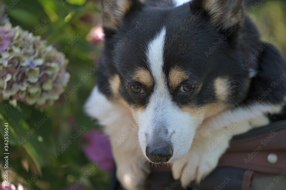 Beautiful Japanese flowers such as bridal bouquets and flower arrangements, hydrangea and Black corgi in a cart with turf background