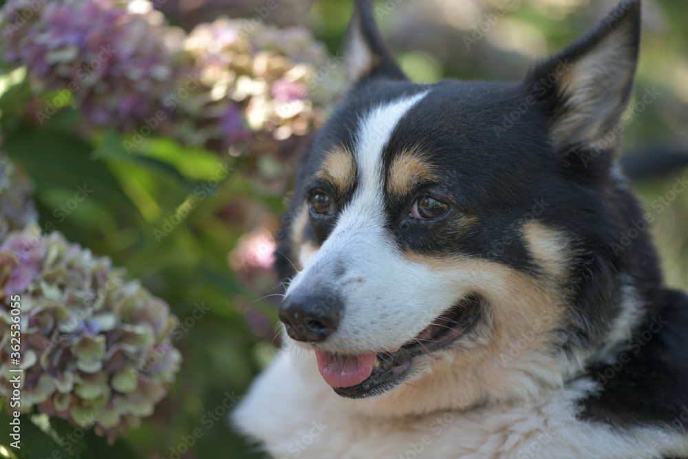 Beautiful Japanese flowers such as bridal bouquets and flower arrangements, hydrangea and Black corgi in a cart with turf background