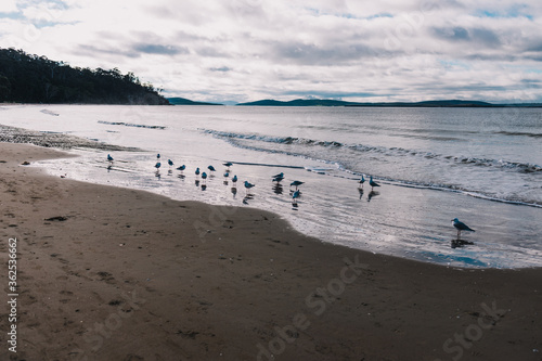beautiful Tasmanian beach and seaside landscape in Kingston Beach with seagull flock by the shore