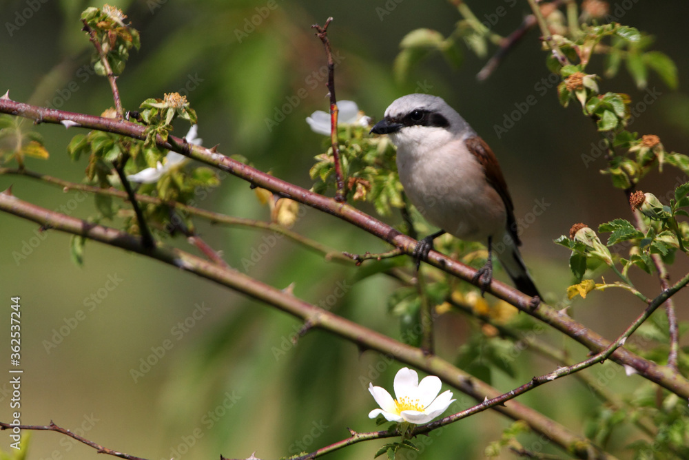Red-backed shrike male with the first light of dawn Red-backed shrike male with the first light of dawn