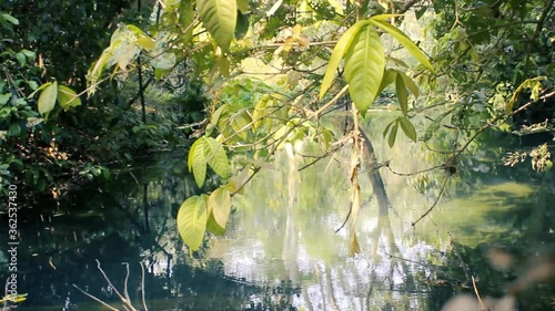 A stream in a winter rainforest, semi-deciduous trees. Laos. Sound background-the sound of cicadas
 photo