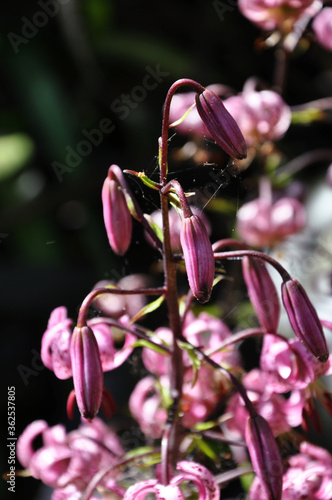 Pink Flowers on Black