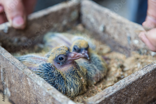 Pigeon chick in loving the human hands. photo