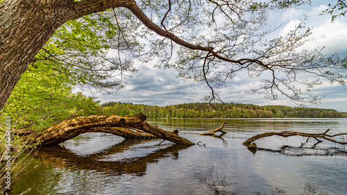 Fototapeta Naklejka Na Ścianę i Meble -  summer lake
