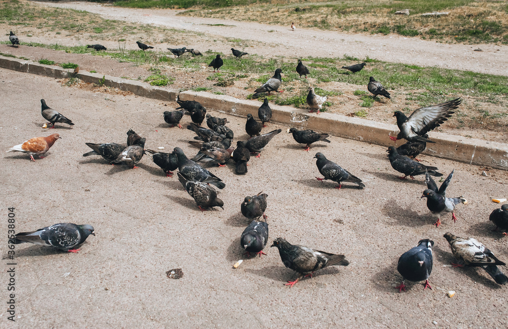 Fototapeta premium A flock of hungry pigeons on the street, on the asphalt eat different food and pieces of bread. Feeding the birds. Photography, concept.