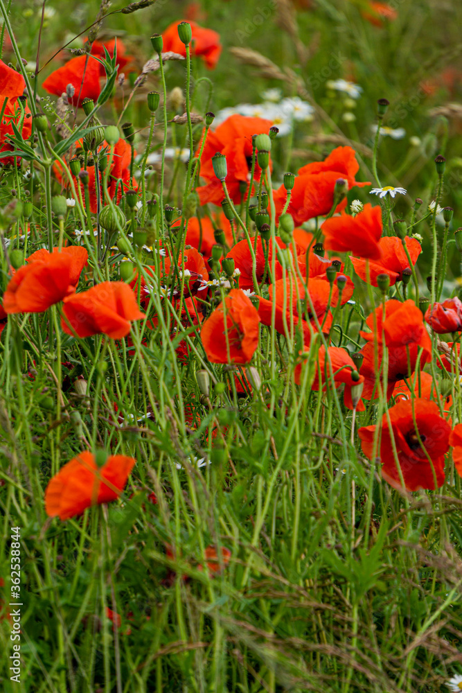 Fototapeta premium Piękne dzikie czerwone maki na wsi na Łotwie.