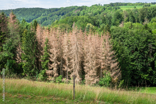 forest dieback in south Germany
