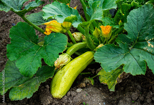 A young green plant of zucchini with flowers and young zucchini.