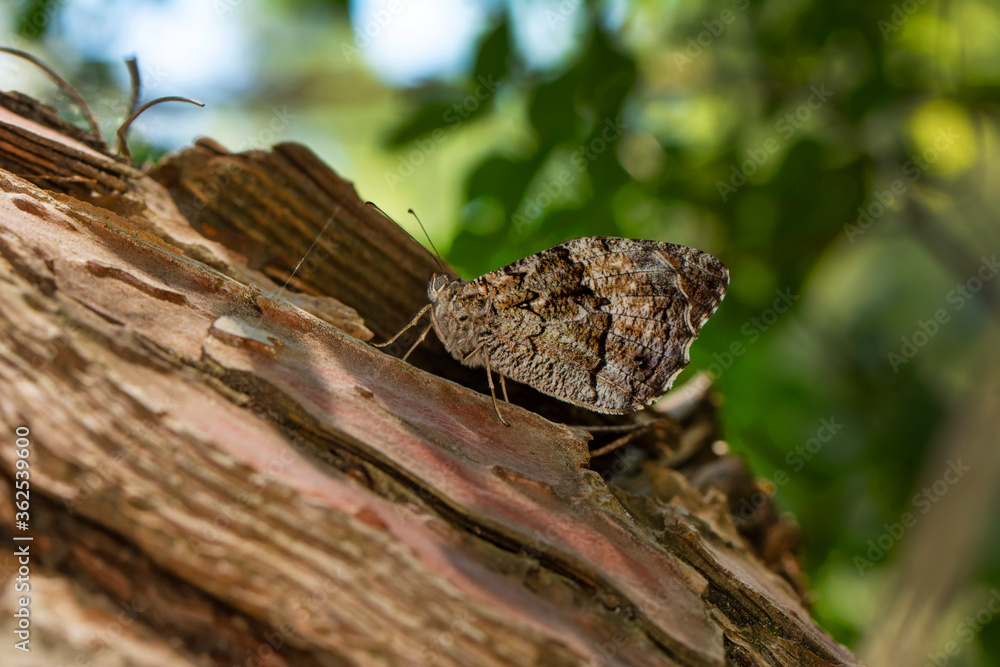 Closeup   beautiful butterflies ( Lattice Brown) sitting on the tree.