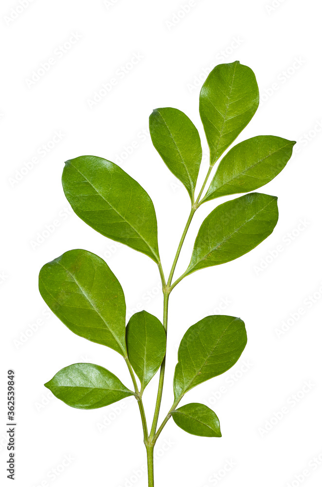 green leaf isolated on white background green leaf isolated on white background