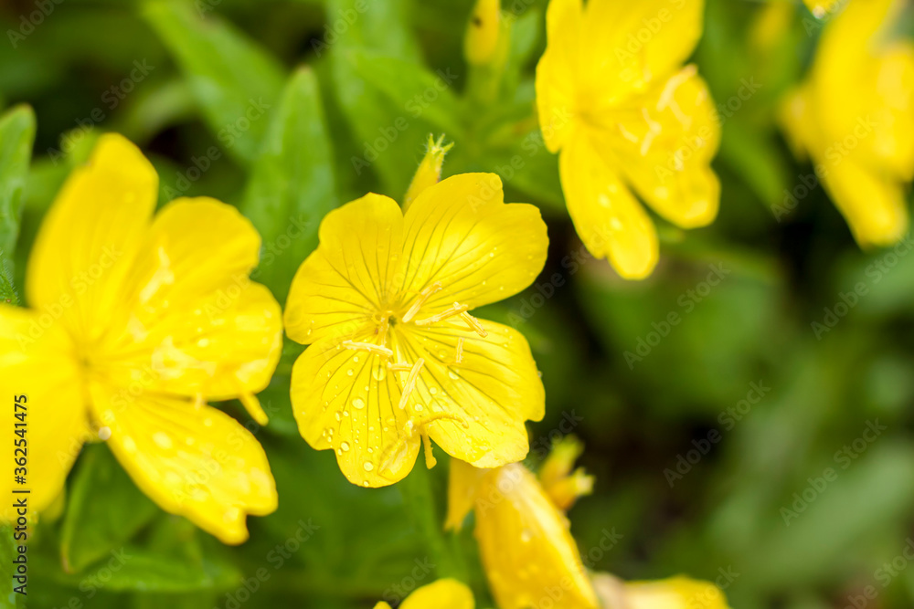 Bright yellow flowers. Summer blooming. Bright flowers in a flower bed. Floral background for creative works and presentations. Bright yellow flowers. Summer blooming. Bright flowers in a flower bed. Floral background for creative works and presentations.